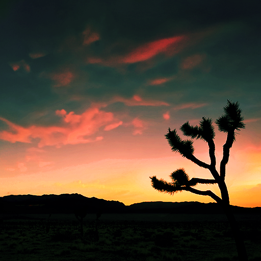York Fire Joshua Trees Mojave Desert York Fire Joshua Trees Mojave Desert Filter