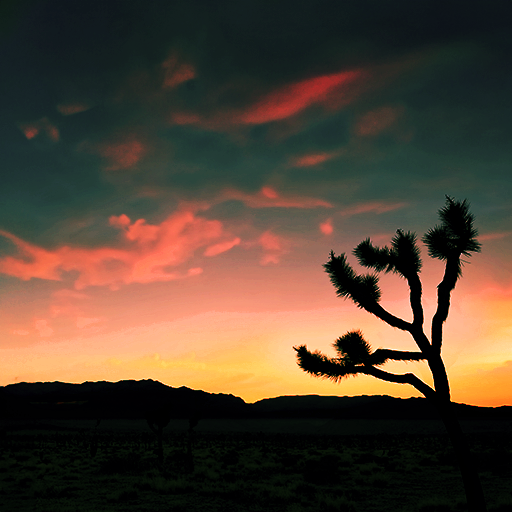 York Fire Joshua Trees Mojave Desert Filter